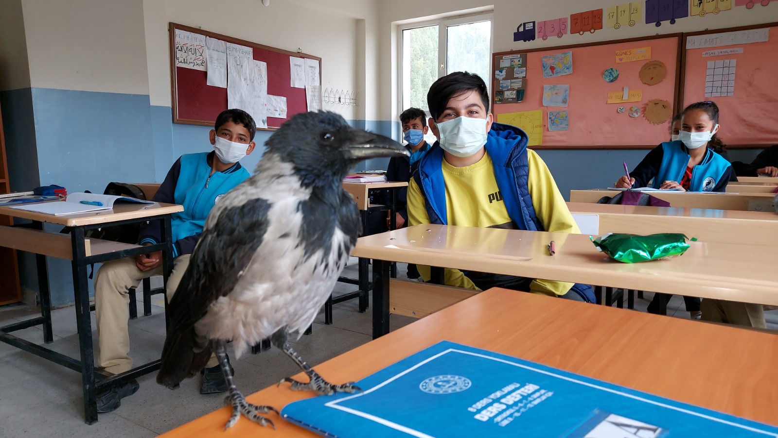 Küçük çocuk iyileştirdiği kargayla dost oldu